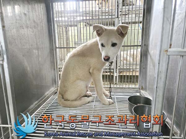 종료(안락사) 믹스…